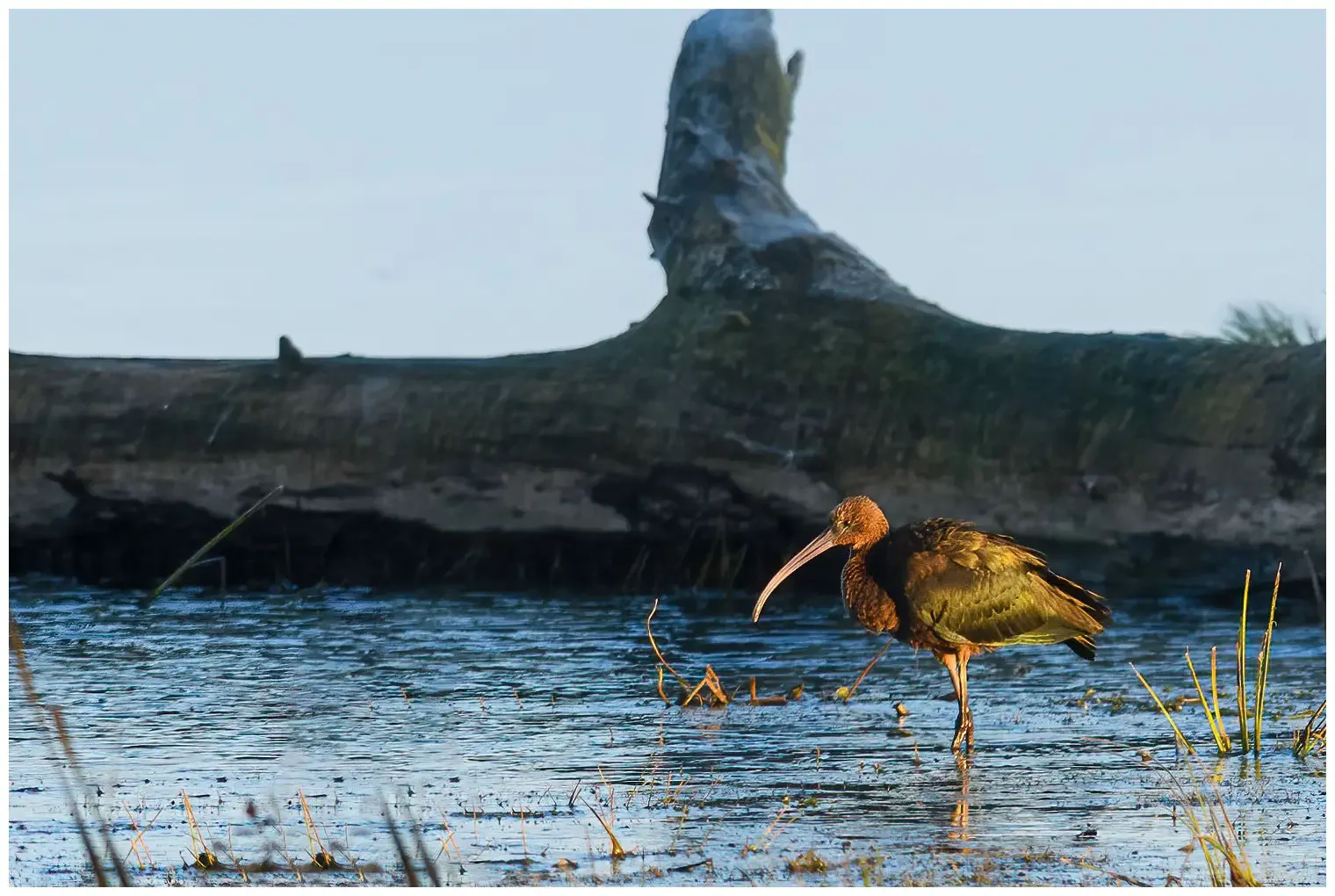 Ibis falcinelle