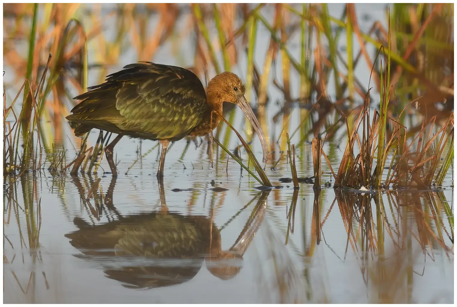 Ibis falcinelle