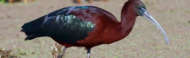 Ibis falcinelle