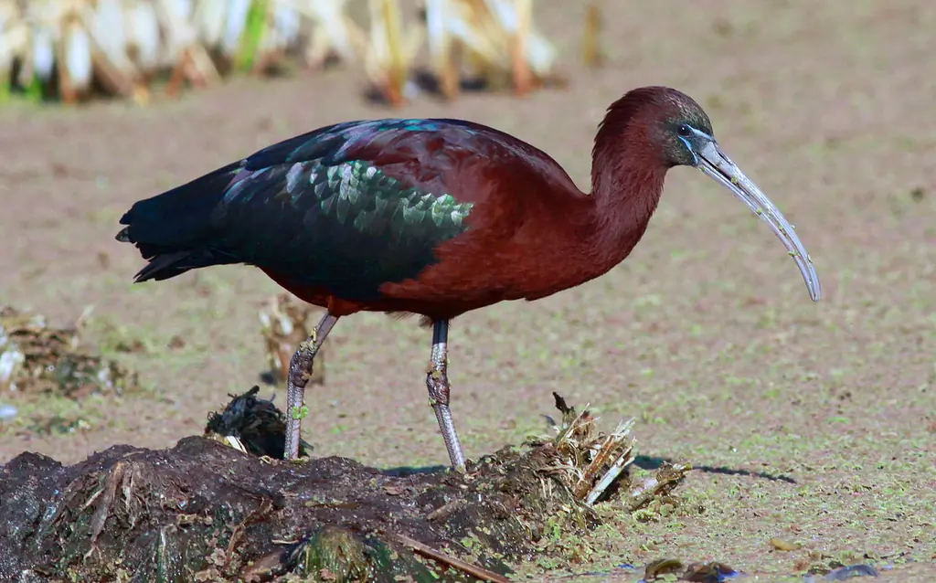 Ibis falcinelle
