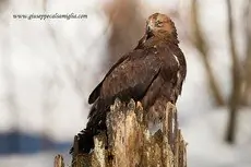 Aigle royal