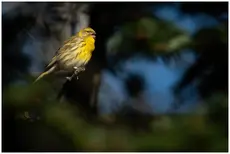 Serin cini