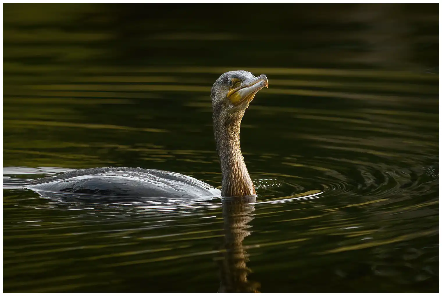 Grand Cormoran