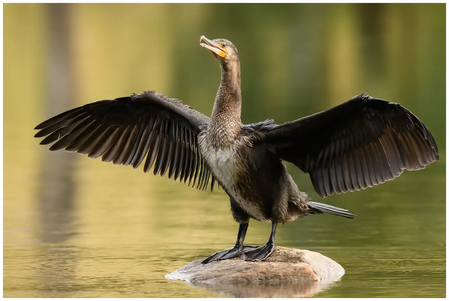 Grand Cormoran