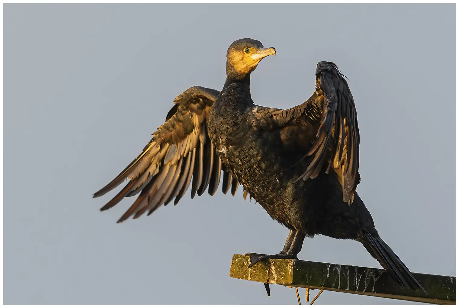 Grand Cormoran