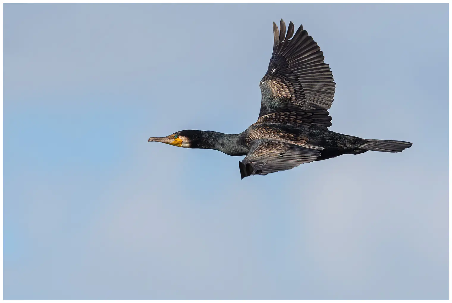 Grand Cormoran