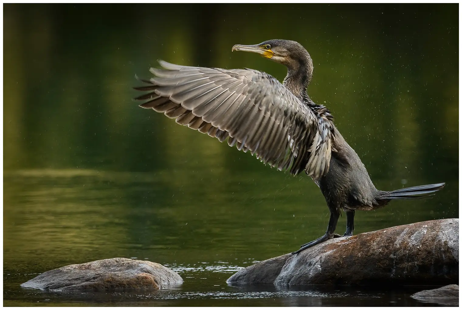 Grand Cormoran