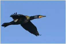 Grand Cormoran