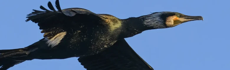 Grand Cormoran