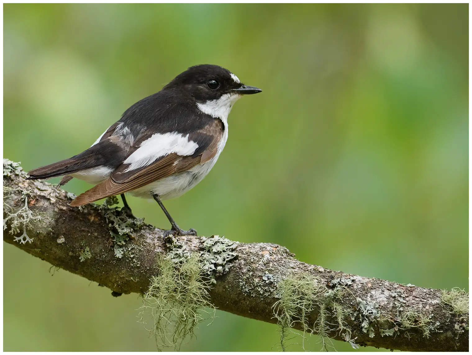 Gobemouche noir