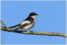 Gobemouche noir