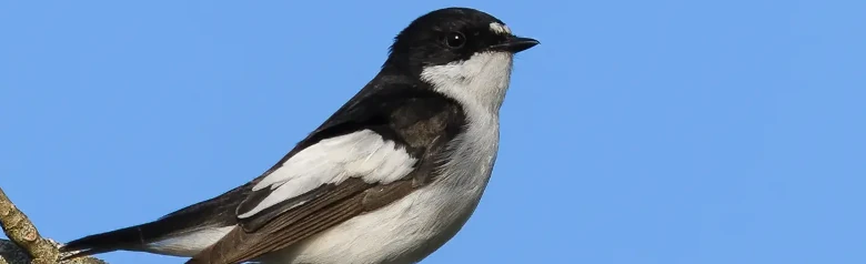 Gobemouche noir. Deux taches blanches sur le front, marques blanches distinctives sur les ailes sombres et dessous entièrement blanc.
