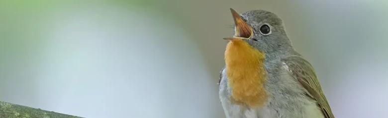Gobemouche nain. Chantant sur une branche. Oiseau mâle à la gorge orange caractéristique qui contraste avec la tête gris-bleu.