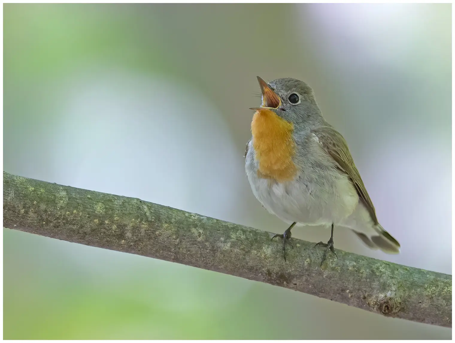 Gobemouche nain. Chantant sur une branche. Oiseau mâle à la gorge orange caractéristique qui contraste avec la tête gris-bleu.