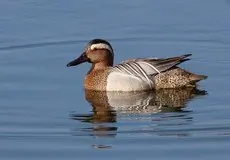 Sarcelle d'été