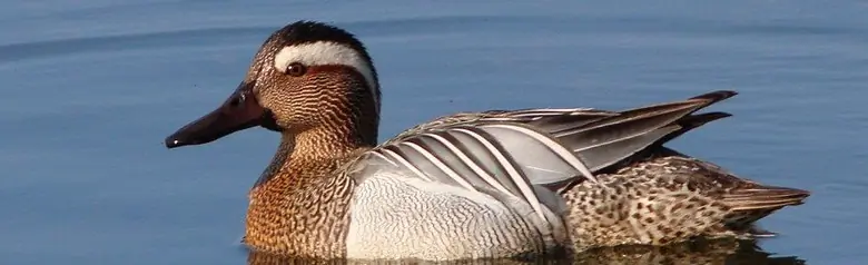 Un Sarcelle d'été photographié en pleine eau. L'oiseau a une bande oculaire claire distincte.