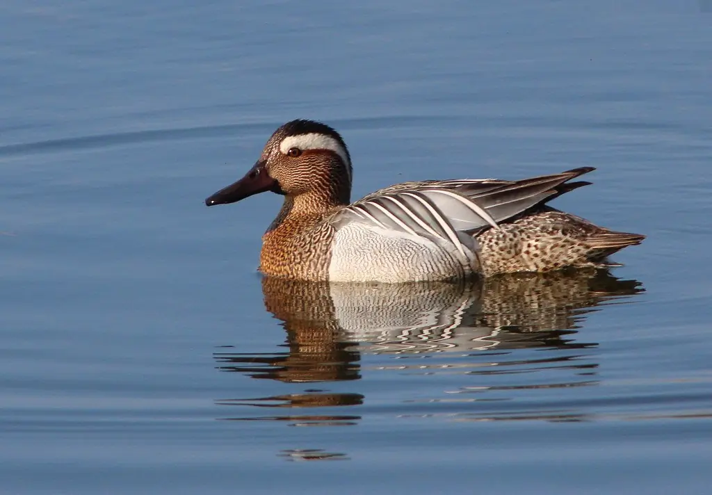 Un Sarcelle d'été photographié en pleine eau. L'oiseau a une bande oculaire claire distincte.