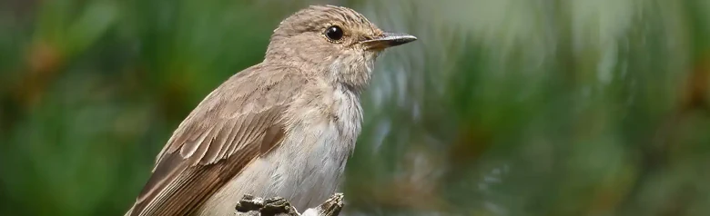 Gobemouche gris. Assis sur une branche morte, ce qui est typique de l'espèce. Oiseau anonyme aux couleurs gris-brun.