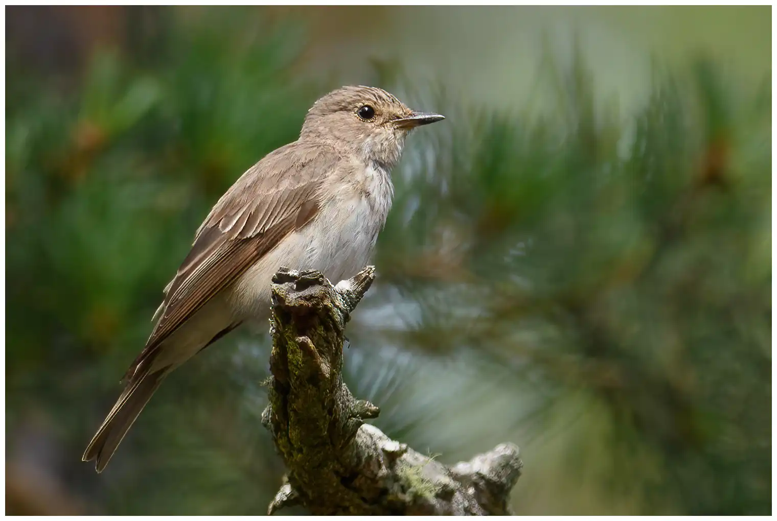 Gobemouche gris. Assis sur une branche morte, ce qui est typique de l'espèce. Oiseau anonyme aux couleurs gris-brun.