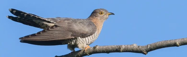 Coucou gris. Il ressemble à un faucon avec de longues ailes pointues et une longue queue. Gris cendré avec la queue et les ailes plus foncées, dessous clair avec des barres transversales foncées.