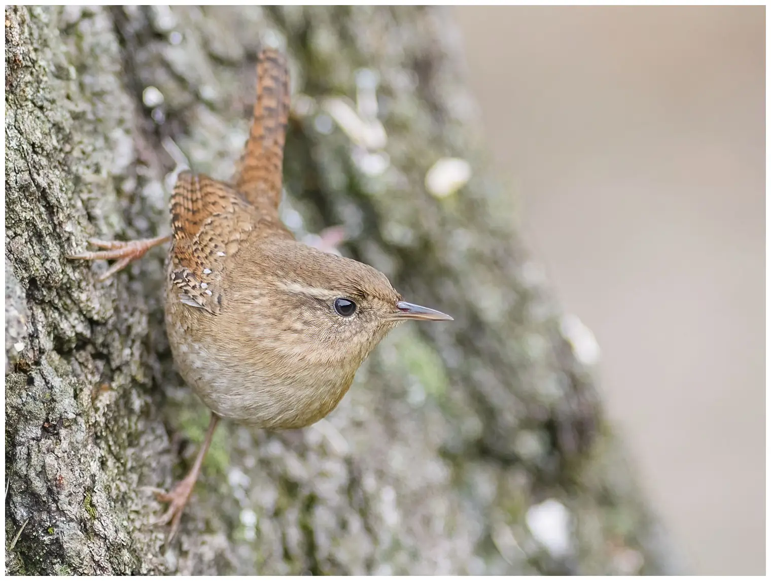 Troglodyte mignon