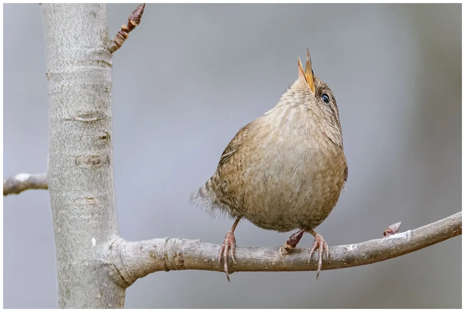 Troglodyte mignon