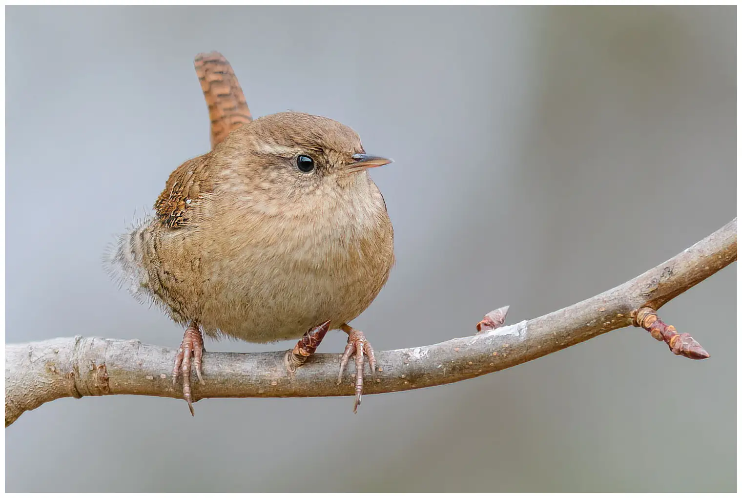 Troglodyte mignon