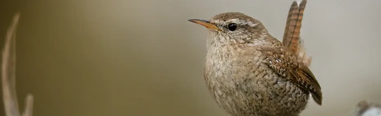 Troglodyte mignon. Vu de face sur une branche. Petit oiseau brun-rouille avec une queue pointée vers le haut.