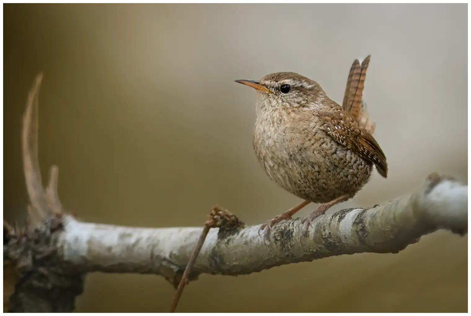 Troglodyte mignon. Vu de face sur une branche. Petit oiseau brun-rouille avec une queue pointée vers le haut.