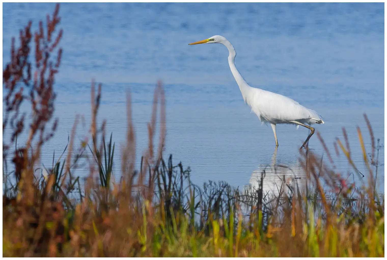 Grande Aigrette