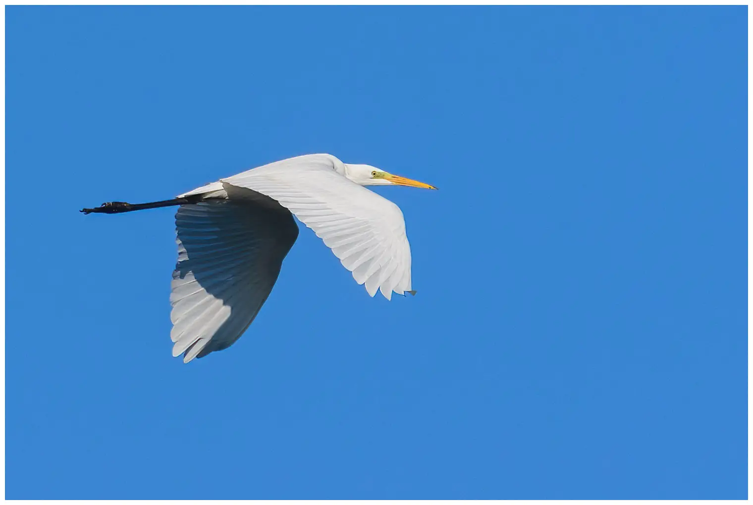 Grande Aigrette