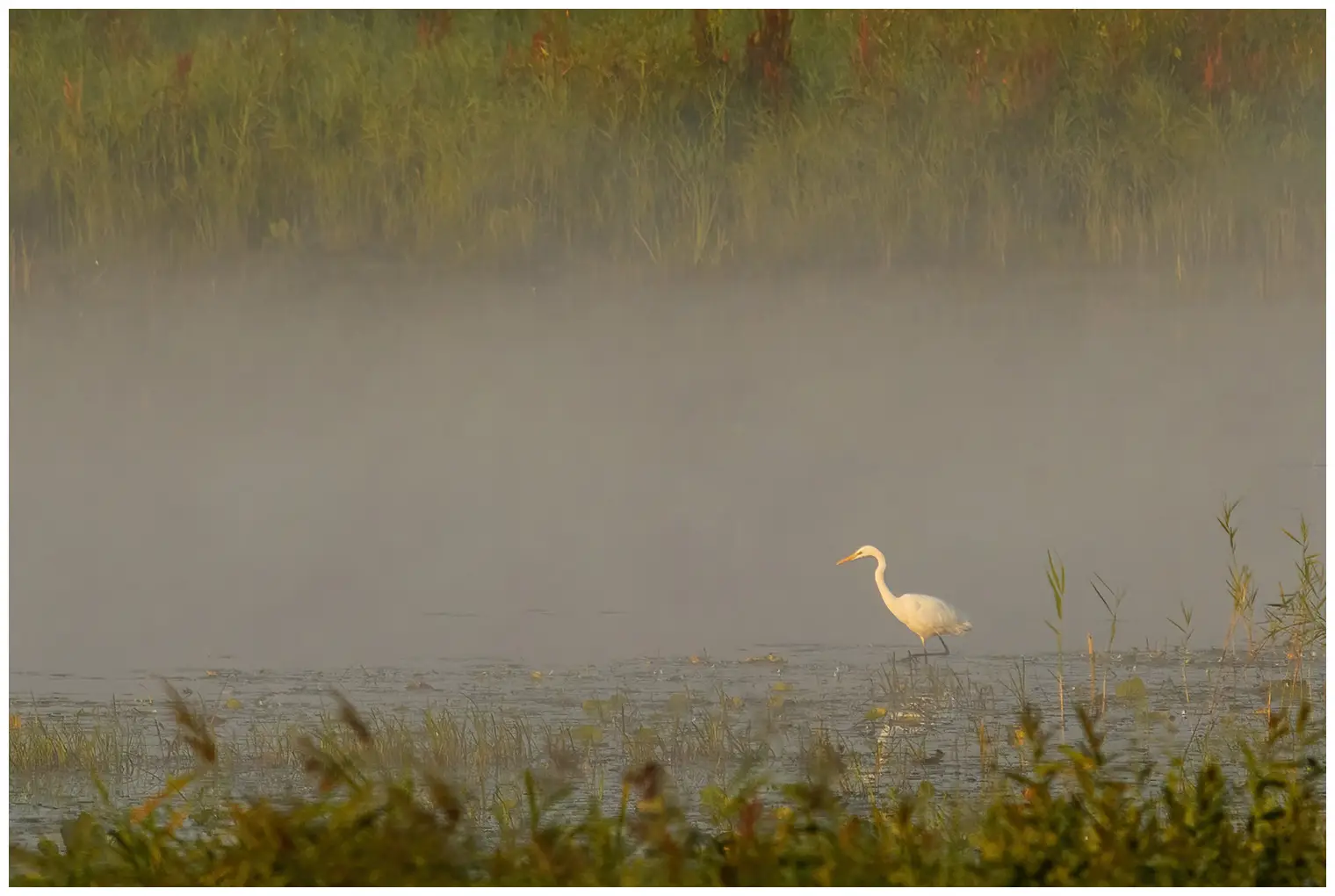 Grande Aigrette