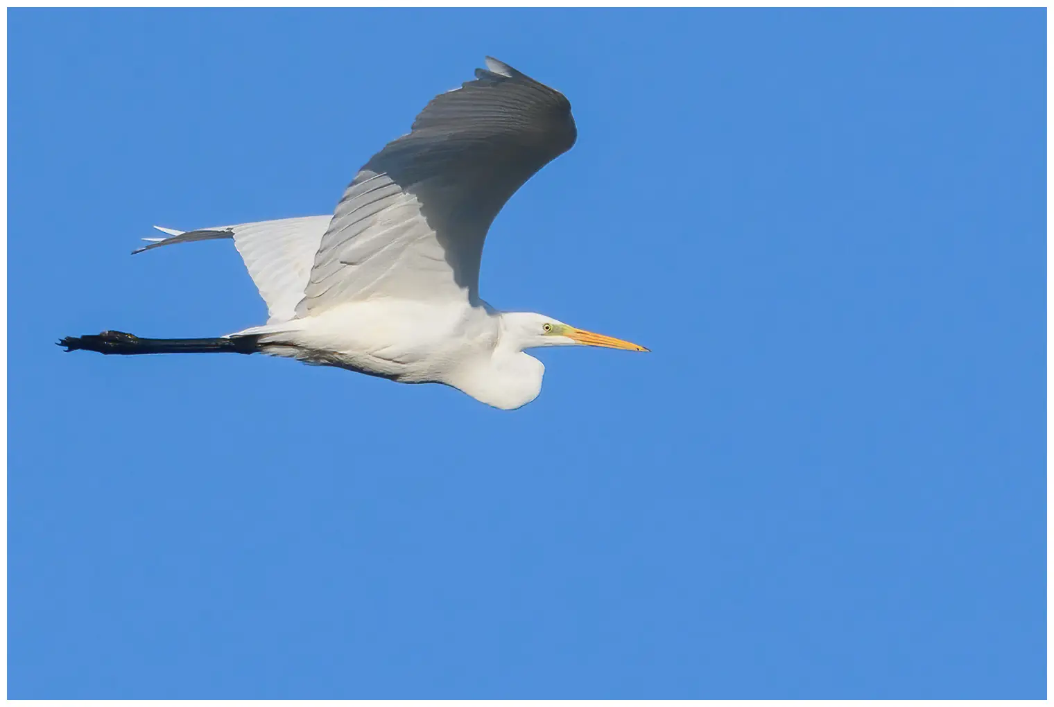 Grande Aigrette