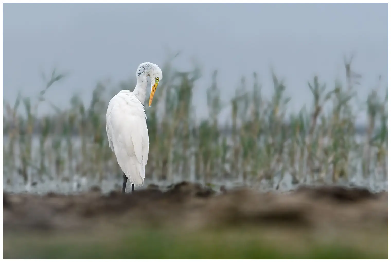 Grande Aigrette
