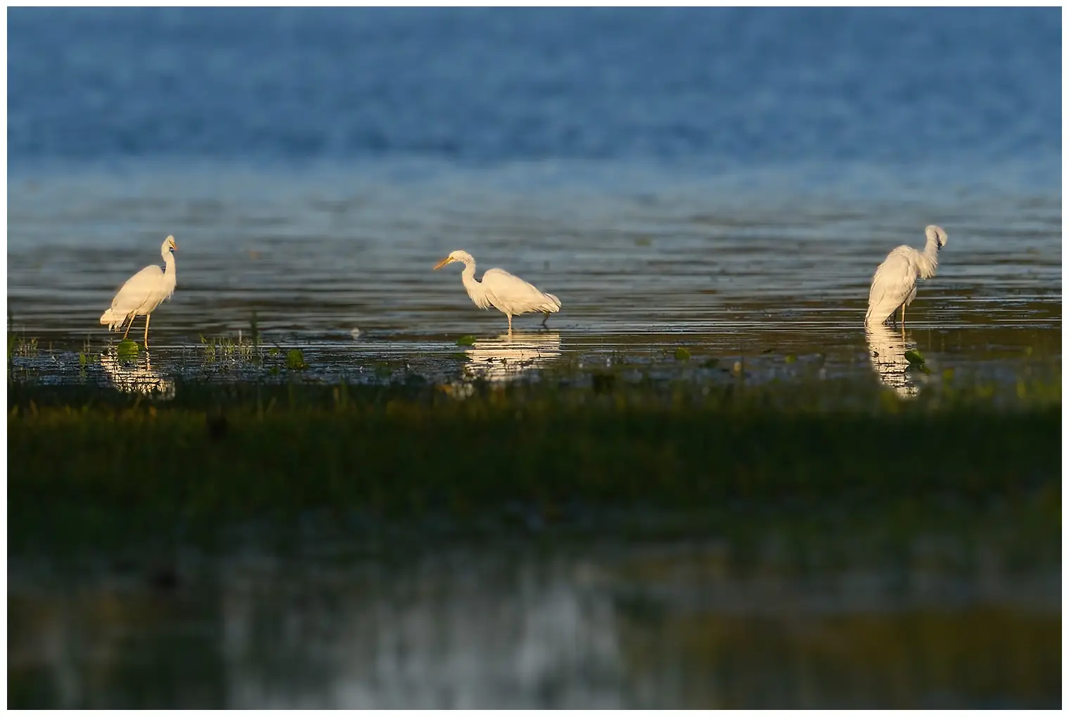 Grande Aigrette