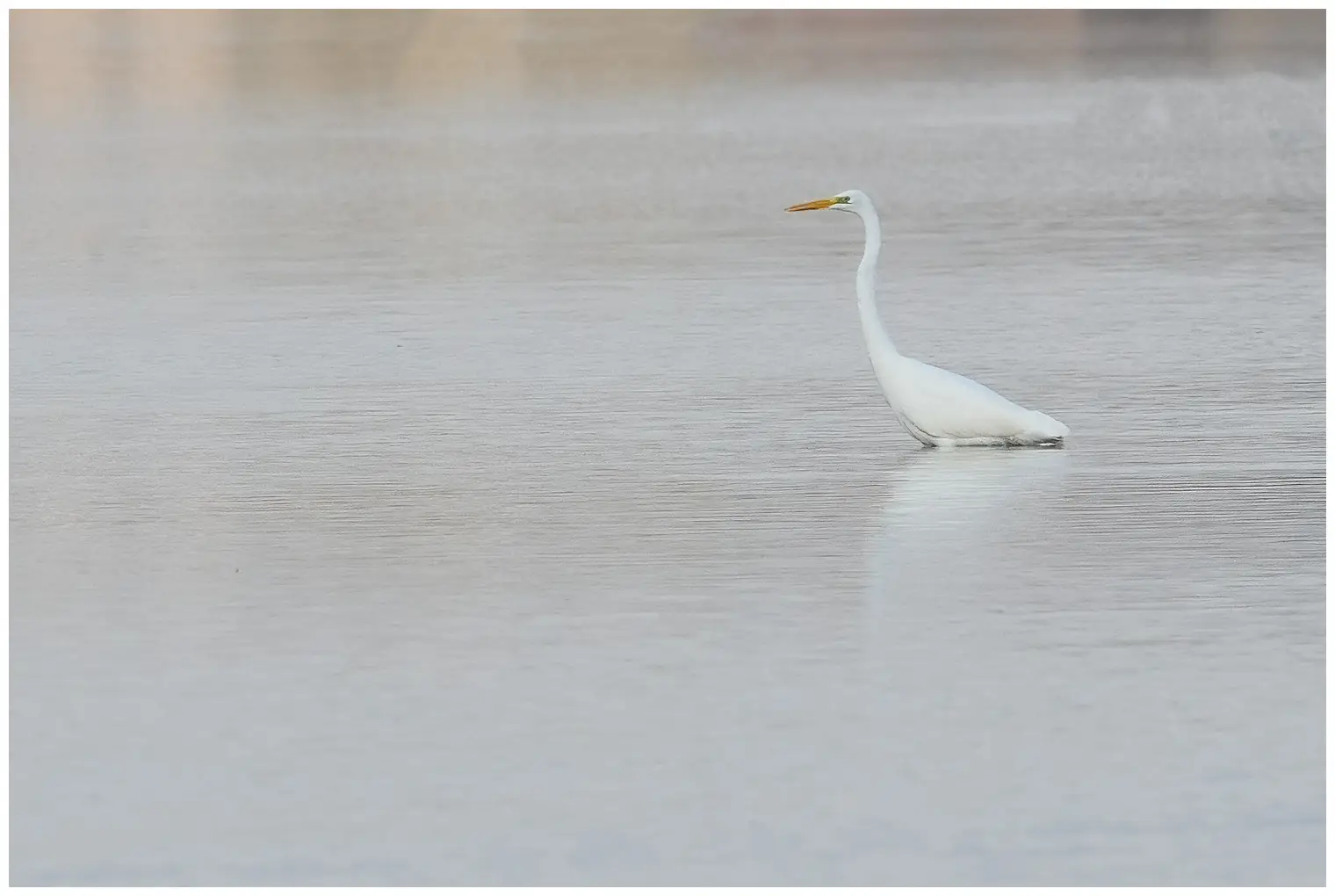 Grande Aigrette