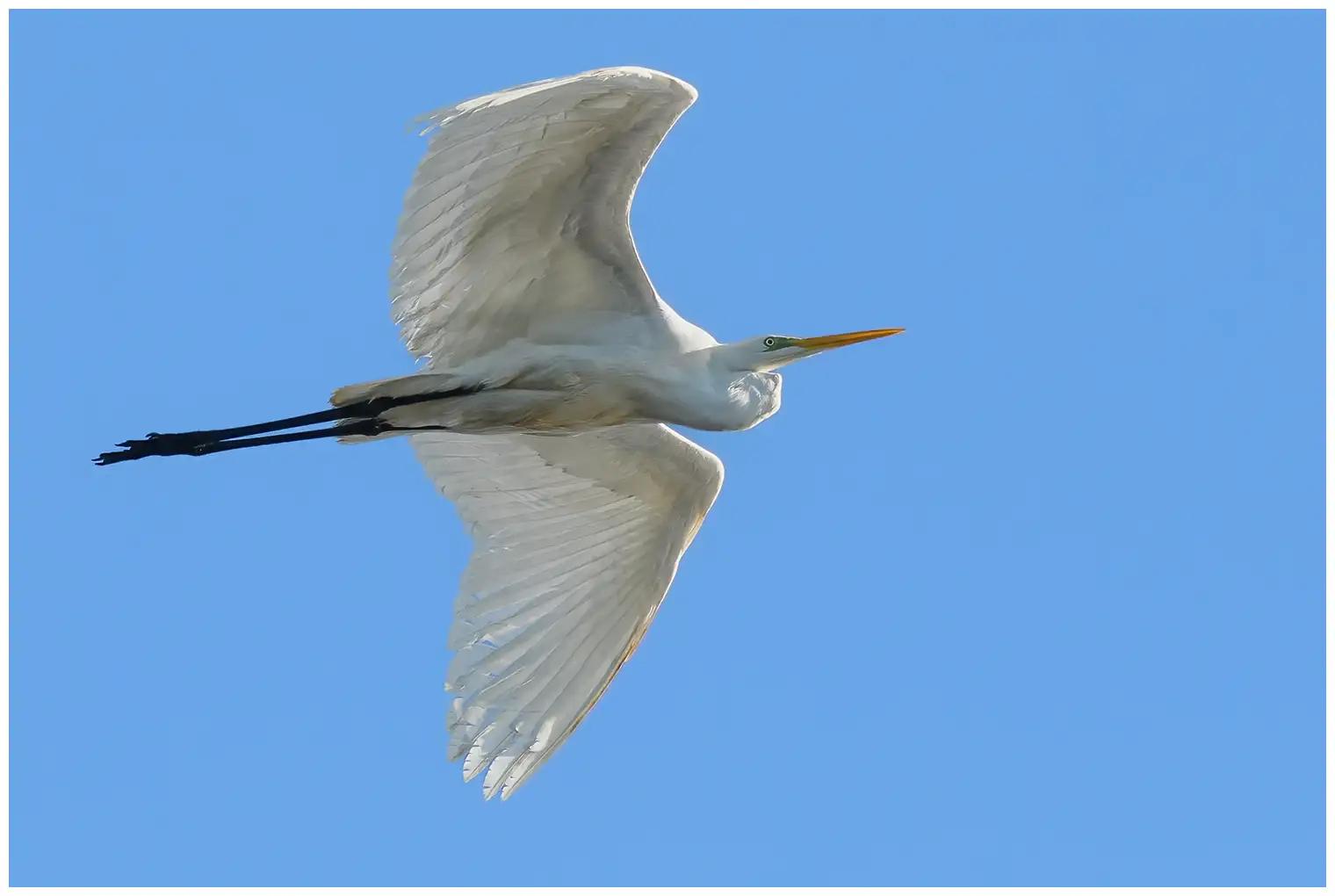 Grande Aigrette