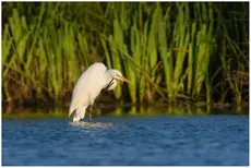 Grande Aigrette