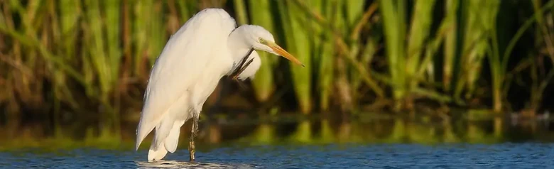 Grande Aigrette. Se tient dans l'eau et se gratte le menton avec une patte. Plumage entièrement blanc.