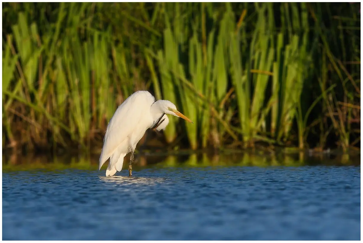 Grande Aigrette. Se tient dans l'eau et se gratte le menton avec une patte. Plumage entièrement blanc.