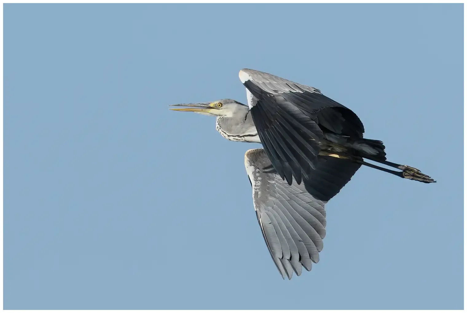 Héron cendré