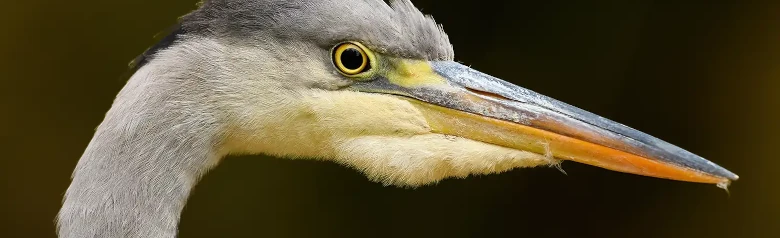 Héron cendré. Seule la tête est visible. Cou clair, bec jaune fort et bande noire distinctive derrière l'œil.