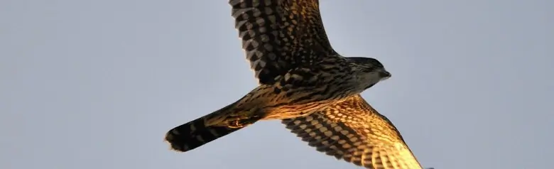 Faucon émerillon. Vue du dessous vers le ciel. Ailes courtes et longue queue.