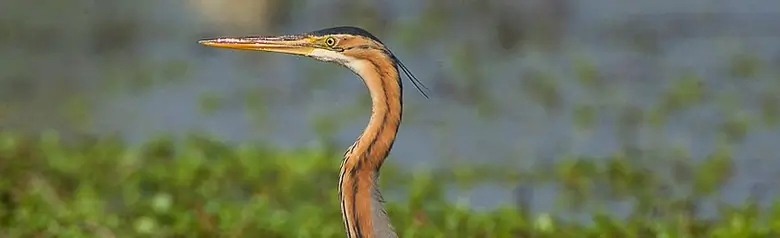 Héron pourpré. Vu marchant dans la végétation dans l'eau. Son plumage est gris et brun-rouge.