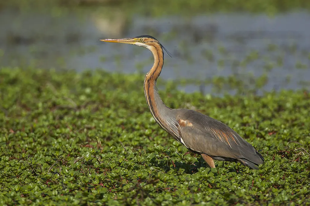 Héron pourpré. Vu marchant dans la végétation dans l'eau. Son plumage est gris et brun-rouge.