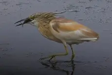 Crabier chevelu