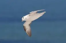 Fulmar boréal