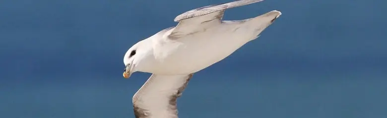 Fulmar boréal