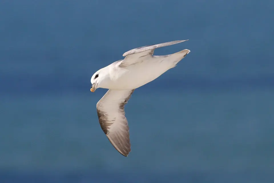 Fulmar boréal