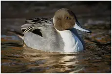 Canard pilet